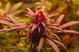 Exploring the World of Cannabis Seeds Hawaii